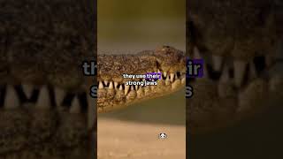 Hippo Or Crocodile viralvideo facts animalfacts animals animalknowledge crazy animaltrivia [upl. by Boylston981]