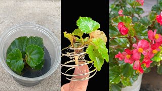 Try using this water to propagate begonia leaves [upl. by Branch390]