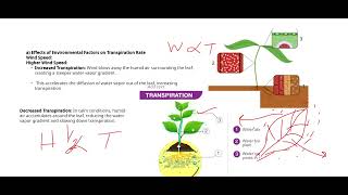 TRANSPIRATION amp ITS FACTORS 5090 O LEVEL BIOLOGY [upl. by Aniakudo]