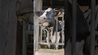 Holstein Cow eating 🐄 cow farm farmlife farmanimals animals [upl. by Aietal]