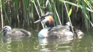 birds nl great crested grebe with chicks [upl. by Ringo539]