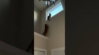 Orange Cat Falls Down Wall After Failed Attempt at Annoying Other Cat Sitting on Window  1386509 [upl. by Ahsemo]