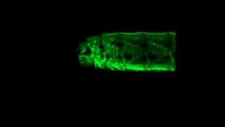 Drosophila Forward Crawling Muscle Contractions [upl. by Manella]