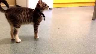 Caliciviral arthritis aka Limping kitten syndrome [upl. by Yerkovich]