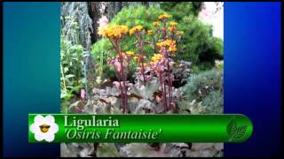 Plant Pick  Ligularia  Osiris Fantaisie [upl. by Angid53]