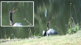 A Day in the Life of An Anhinga at the Edge of National Blvd Pond Cat Island Beaufort County S C [upl. by Puri]