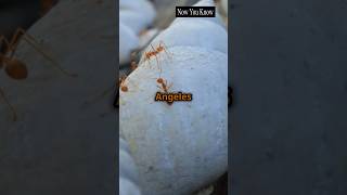 Ants facts shorts ants wildlife [upl. by Marucci]