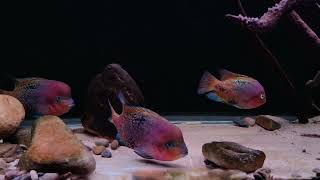 紫紅火口慈鯛魚缸 Vieja synspilum Vieja melanurus Redhead Cichlid tank [upl. by Ainod361]