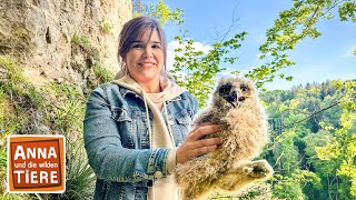 Juhu Nachwuchs beim Uhu  Reportage für Kinder  Anna und die wilden Tiere [upl. by Aicitan]