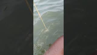 fishing fiish beachfishing fish filefish carp fihing carpfishing fiahing videogama [upl. by Lundeen]