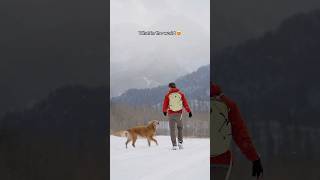 Enjoying some early season snowfall with my golden retriever ❄️😍🏔️ [upl. by Ahsyat]