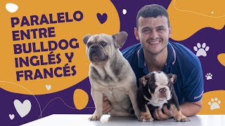 🤓 PARALELO ENTRE BULLDOG FRANCÉS Y BULLDOG INGLÉS [upl. by Ahsitam]