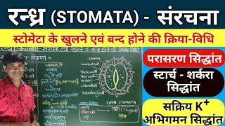 Stomata रन्ध्र Mechanism of Opening and closing Stomata रन्ध्र के खुलने एवं बंद होने की क्रियाविधि [upl. by Ane]