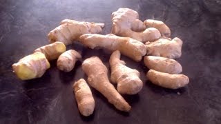 How to store and freeze ginger gingertea ginger [upl. by Stutsman]