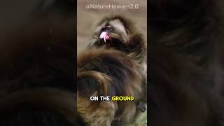 Gelada Baboon  The Scariest Herbivore On Earth [upl. by Eemaj]