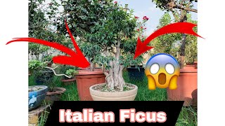 Italian Ficus 😱  BonsaiGardenNursery  Contact Now 👇 [upl. by Aderb]