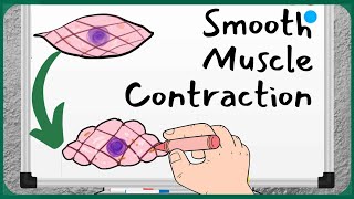 1 Minute Recap  Smooth Muscle Contraction [upl. by Emmet]