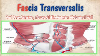 Fascia Transversalis And Deep Arteries  Nerves Of The Anterior Abdominal Wall [upl. by Eirhtug895]