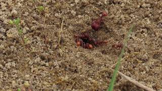 Florida Harvester Ant soldier and workers Pogonomyrmex badius [upl. by Aceber]