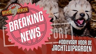 SAFARI REPORT BREAKING NEWS  OOIEVAAR VOOR DE JACHTLUIPAARDEN [upl. by Etty]