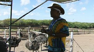 Curaçao Struisvogel Farm [upl. by Jeffy757]