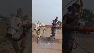 D G R bull  Gangster bull YouTube bulls trending videomidhun ongole bulls subscribe🔔 [upl. by Krock]