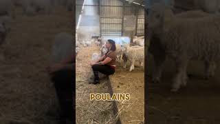 UNE AGRICULTRICE NOUS EXPLIQUE SON INSTALLATION EN AGRICULTURE agricultrice agriculture tracteurs [upl. by Nwahsyt220]