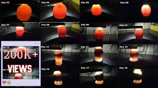 Egg candling from day 3 to 18 Chicken Eggs [upl. by Jeffcott612]