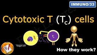 Helper T Cells TH1 cells TH2 cells TH17 cells TFH cells and Treg cells FLImmuno32 [upl. by Rettuc]