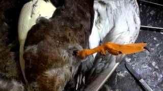 Taxidermy Tutorial Reattaching Waterfowl Feet [upl. by Asiak]