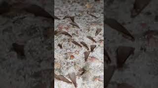 Termite Swarmers 🐜 termitedamage termitetreatment termitemanagement shortsfeed shortsvideo [upl. by Celio]