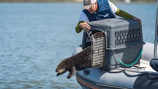 Rescue and Release The Monterey Bay Aquariums Sea Otter Program [upl. by Simara]