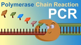 PCR  Polymerase Chain Reaction IQOGCSIC [upl. by Cirdnek]