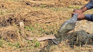 Snake Killer Discovery channel  Real Discovery  Real Indian Snake  4K Video quality Snake [upl. by Kelcey706]