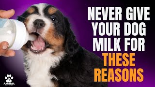 NEVER GIVE YOUR DOG MILK FOR THESE REASONS [upl. by Alue553]