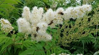 Tawlina Jarzębolistna pszczoły pożytek oblot rośliny miododajneSorbaria sorbifolia 2019 r [upl. by Griff]