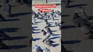 Its Time for Them To Sleep pigeonsdovesbirdsgroupofpigeons [upl. by Leisam316]