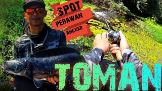 IKAN TOMAN SUNGAI KERAMAT [upl. by Holder]