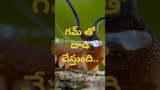 గమ్ తో దాడి చేస్తుందిOnychophora shorts shortsfeed youtubeshorts trending animals insects [upl. by Mackler]