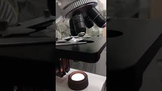 Salt Dissolving Under the Microscope Watching Crystals Disappear [upl. by Ardra]