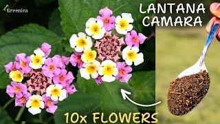 A Comprehensive Guide On Lantana Plant Care 10X BLOOMING [upl. by Colier846]