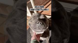 A Pretty Smile dog dogs smile cute shortsviral shorts shortsfeed [upl. by Griggs752]