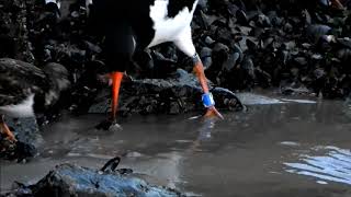 Kleptoparasitism Oystercatchers amp Mussels  Scholeksters amp mossels Haematopus ostralegus [upl. by Ash]