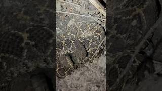 Sleepy Rattlesnake in Homeless Camp [upl. by Siobhan]