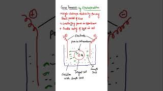 Gene Transfer by Electroporation shorts biotech [upl. by Eijneb]