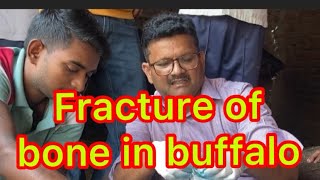 Fracture management in buffalo l dr umar khan [upl. by Lati509]