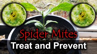 Spider Mites  4 Ways To Naturally Get Rid Of Them [upl. by Yliak281]