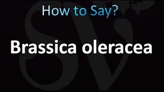 How to Pronounce Brassica oleracea correctly [upl. by Ainod]