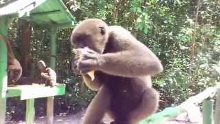 Alouatta ﾎｴｻﾞﾙ in Amazon Ecopark on 2014418 [upl. by Merari543]