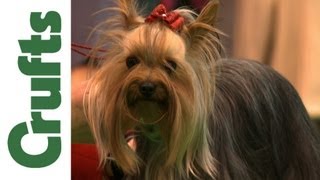 Crufts 2012 Yorkshire Terrier Best of Breed [upl. by Shannen260]